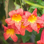Your Ideal Campsis Tangerine Beauty 1 x 9cm Pot