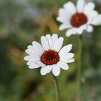 Your Ideal  Rhodanthemum Collection 6 x 4.5cm Young Plants- White - Apricot