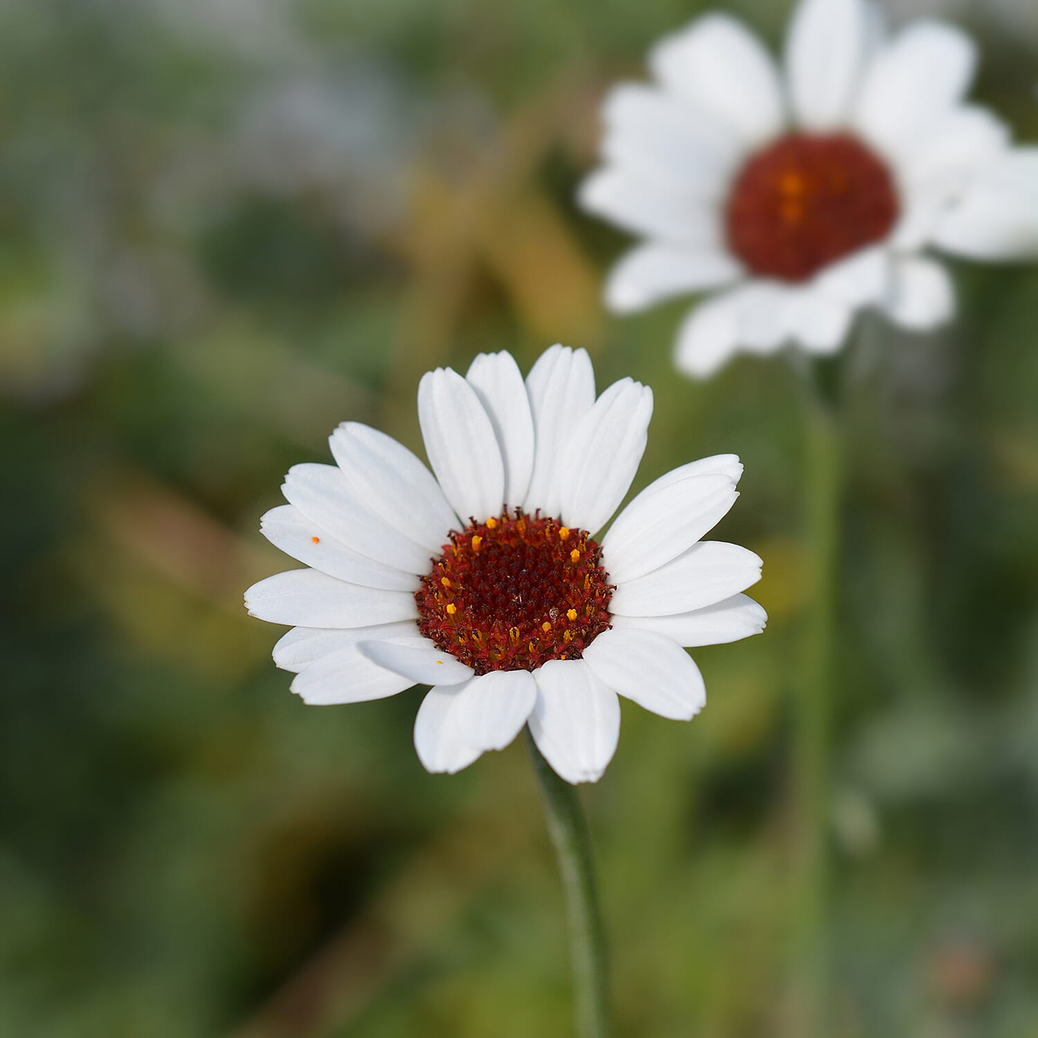 Your Ideal  Rhodanthemum Collection 6 x 4.5cm Young Plants- White - Apricot