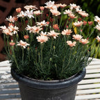 Your Ideal  Rhodanthemum Collection 6 x 4.5cm Young Plants- White - Apricot