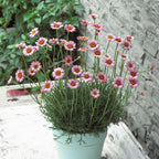 Your Ideal  Rhodanthemum Collection 6 x 4.5cm Young Plants- White - Apricot