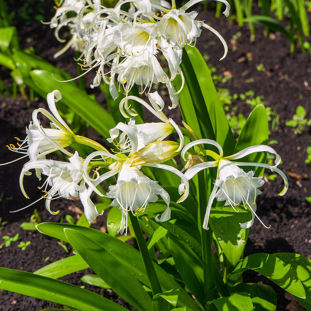 Live Plants - White Yellow