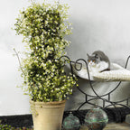 Live Plants - White