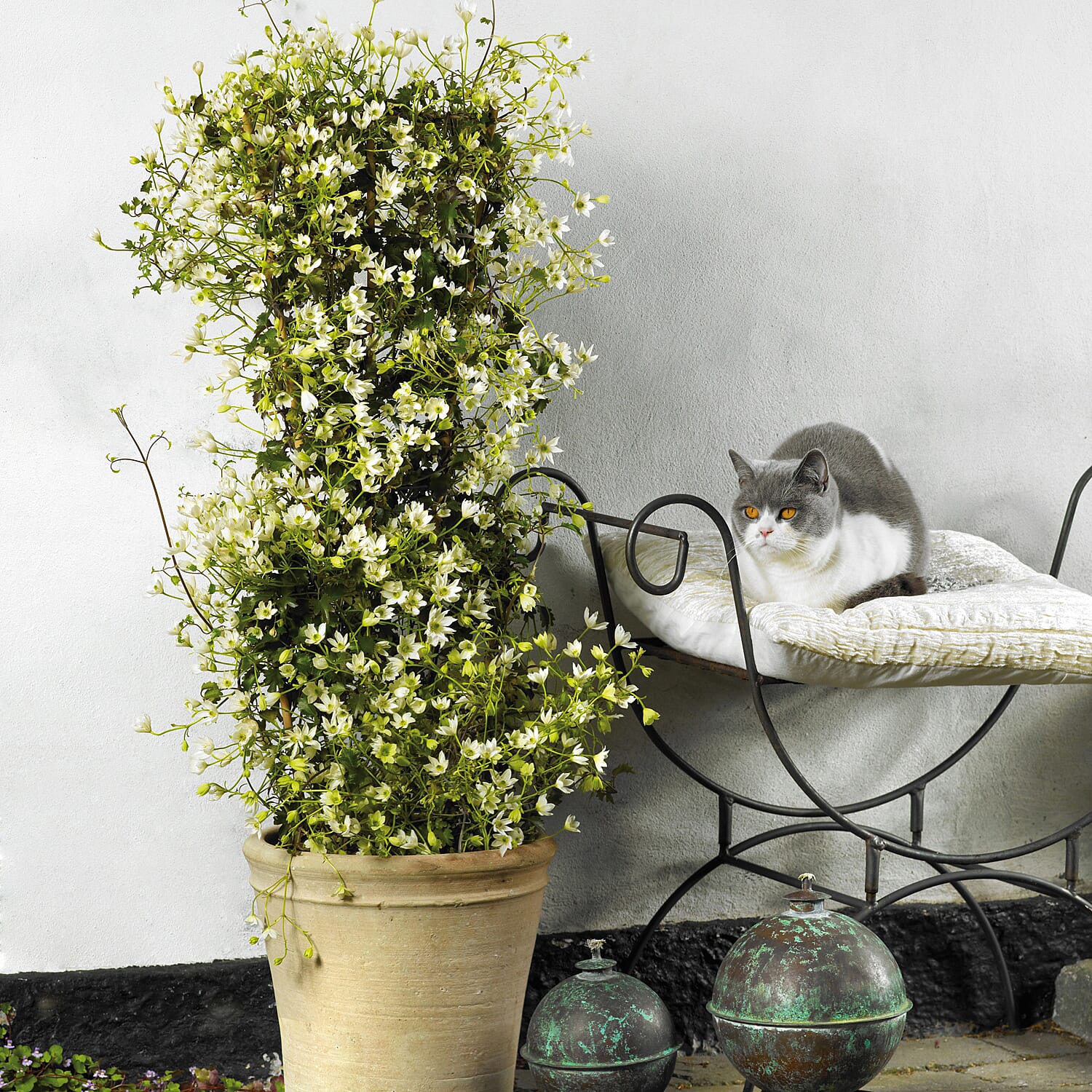 Live Plants - White