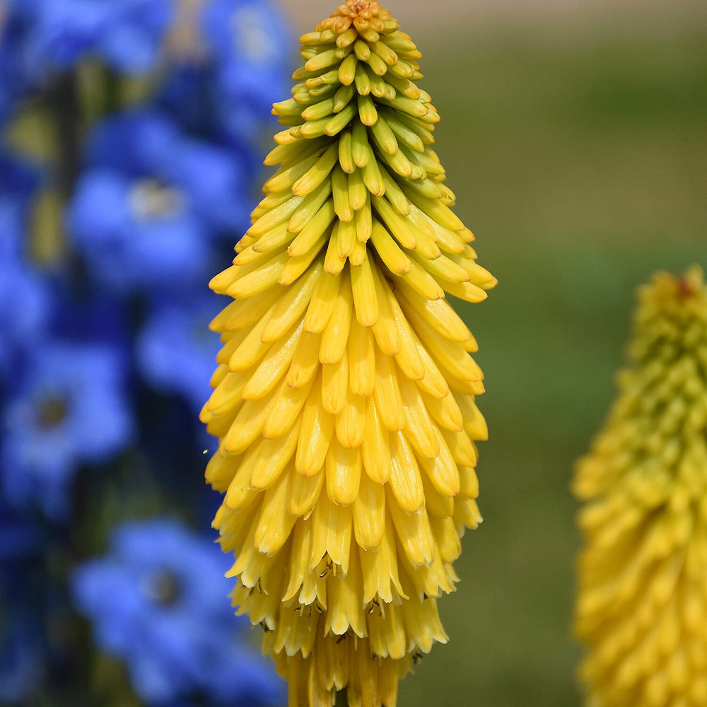 Your Ideal Kniphofia Solar Flare 1.5L x 1 - Multi