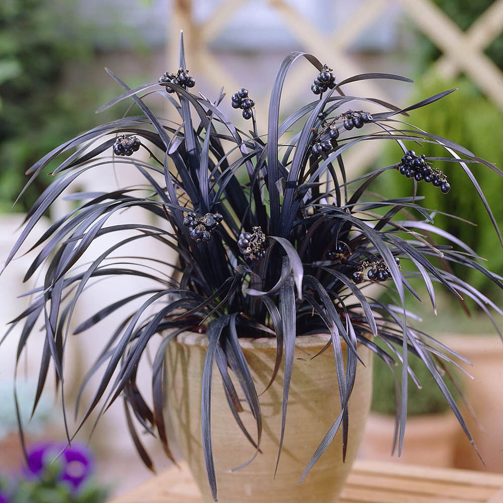 Ophiopogon Black Dragon Grass 9cm x3