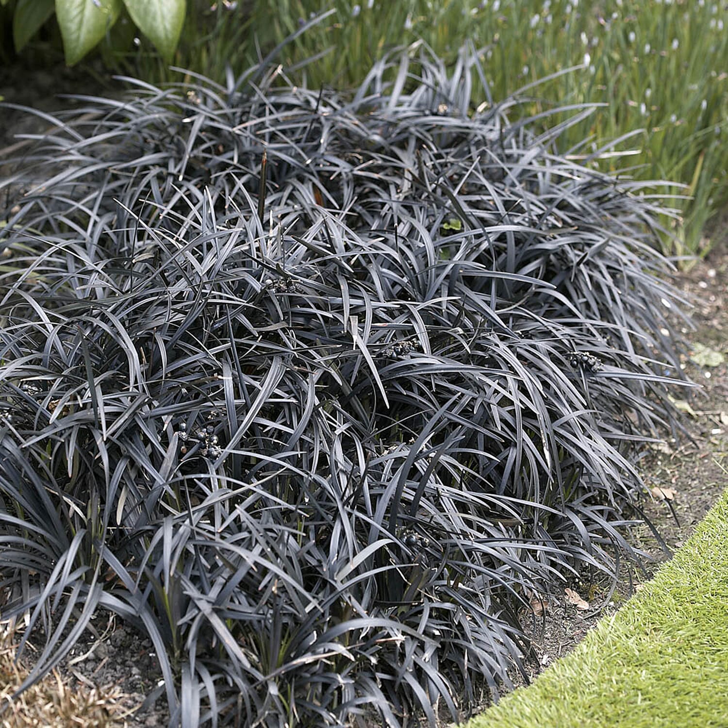 Ophiopogon Black Dragon Grass 9cm x3