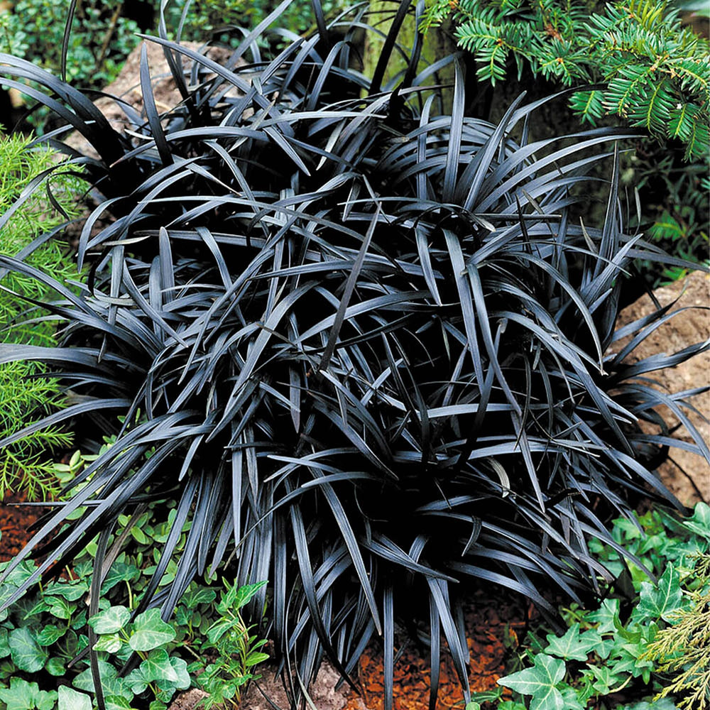 Ophiopogon Black Dragon Grass 9cm x3