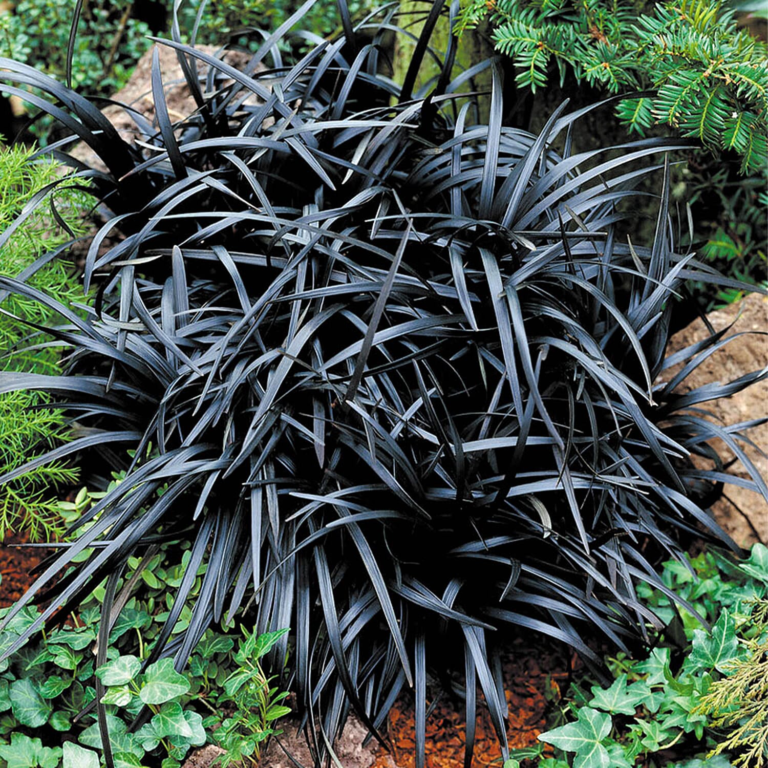 Ophiopogon Black Dragon Grass 9cm x3
