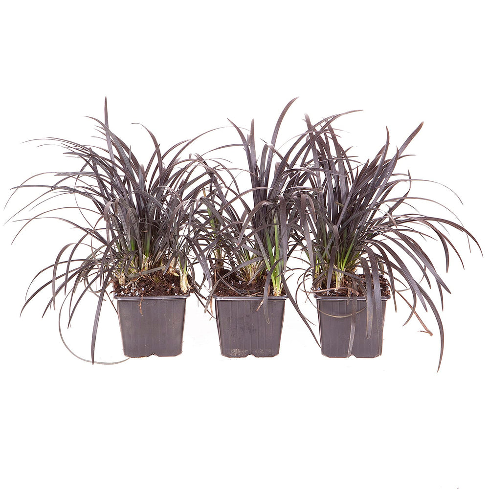 Ophiopogon Black Dragon Grass 9cm x3