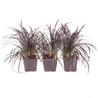 Ophiopogon Black Dragon Grass 9cm x3