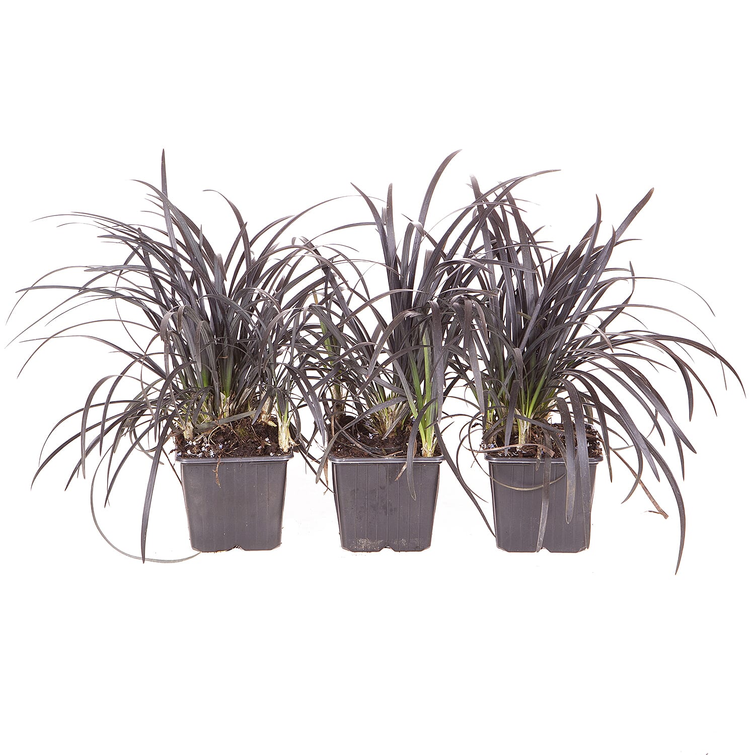 Ophiopogon Black Dragon Grass 9cm x3