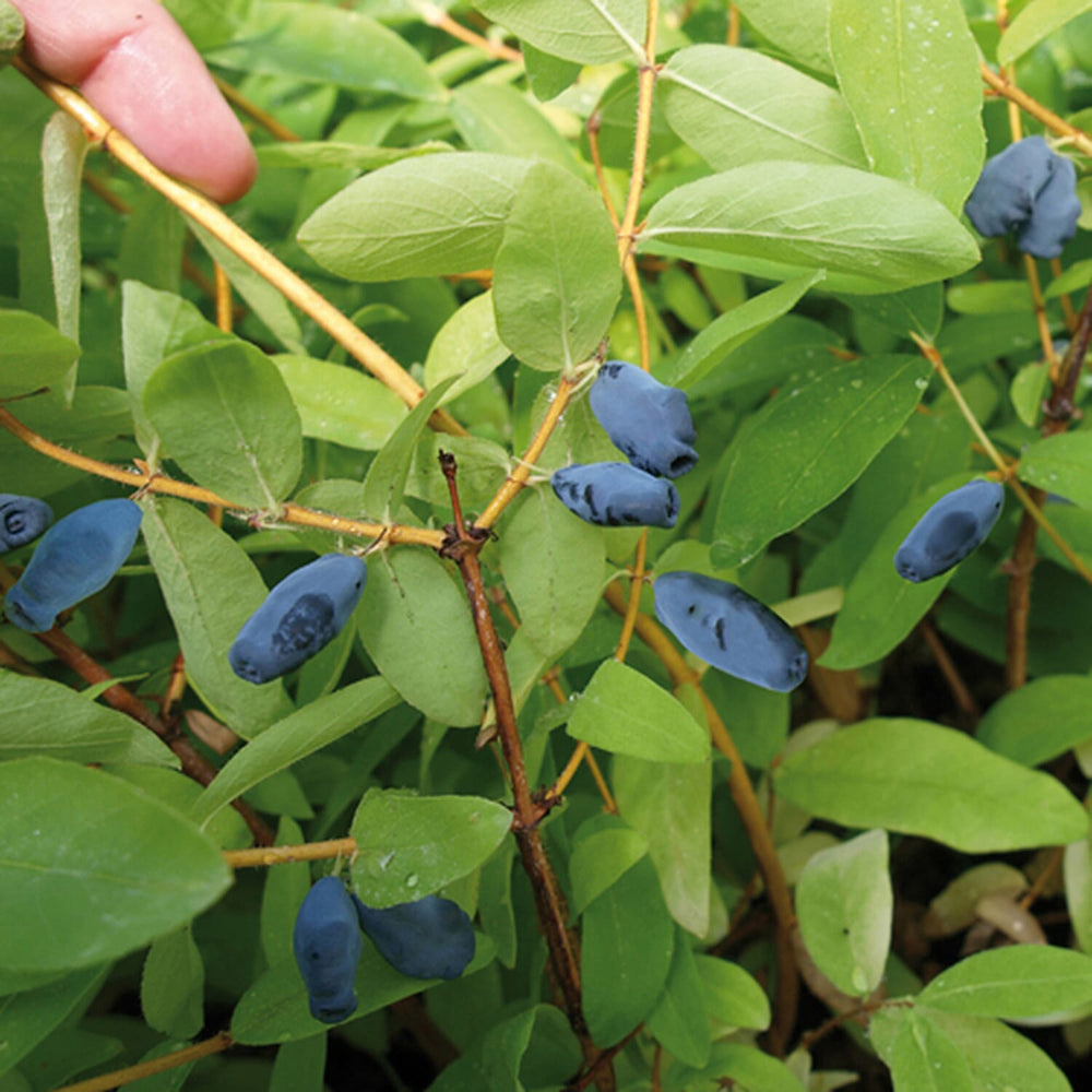 Honeyberry Balalaika in 9cm pot x3