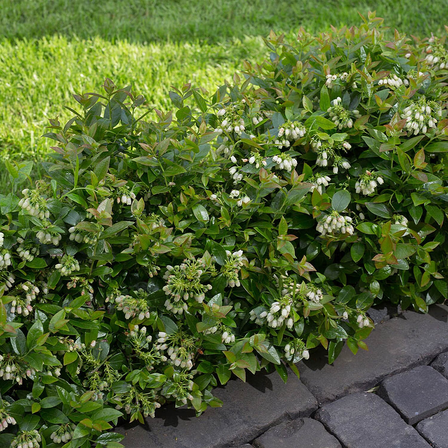 Blueberry Berrybux Planters x3 & Compost 60L