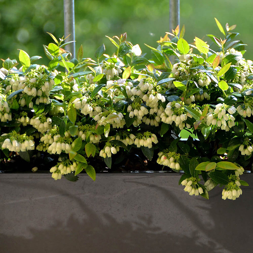 Blueberry Berrybux Planters x3 & Compost 60L