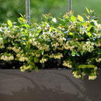 Blueberry Berrybux Planters x3 & Compost 60L