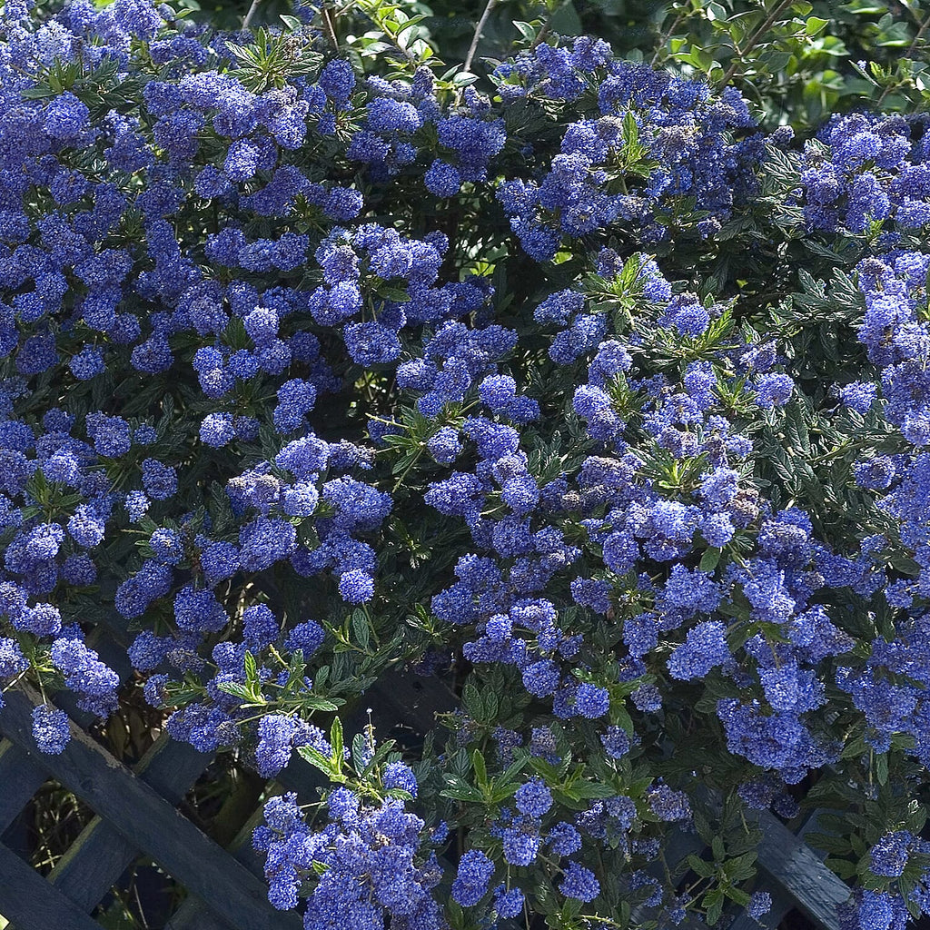 Californian Lilac (Ceanothus Thyrsiflorus) in 2L Pots x2