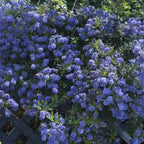 Californian Lilac (Ceanothus Thyrsiflorus) in 2L Pots x2