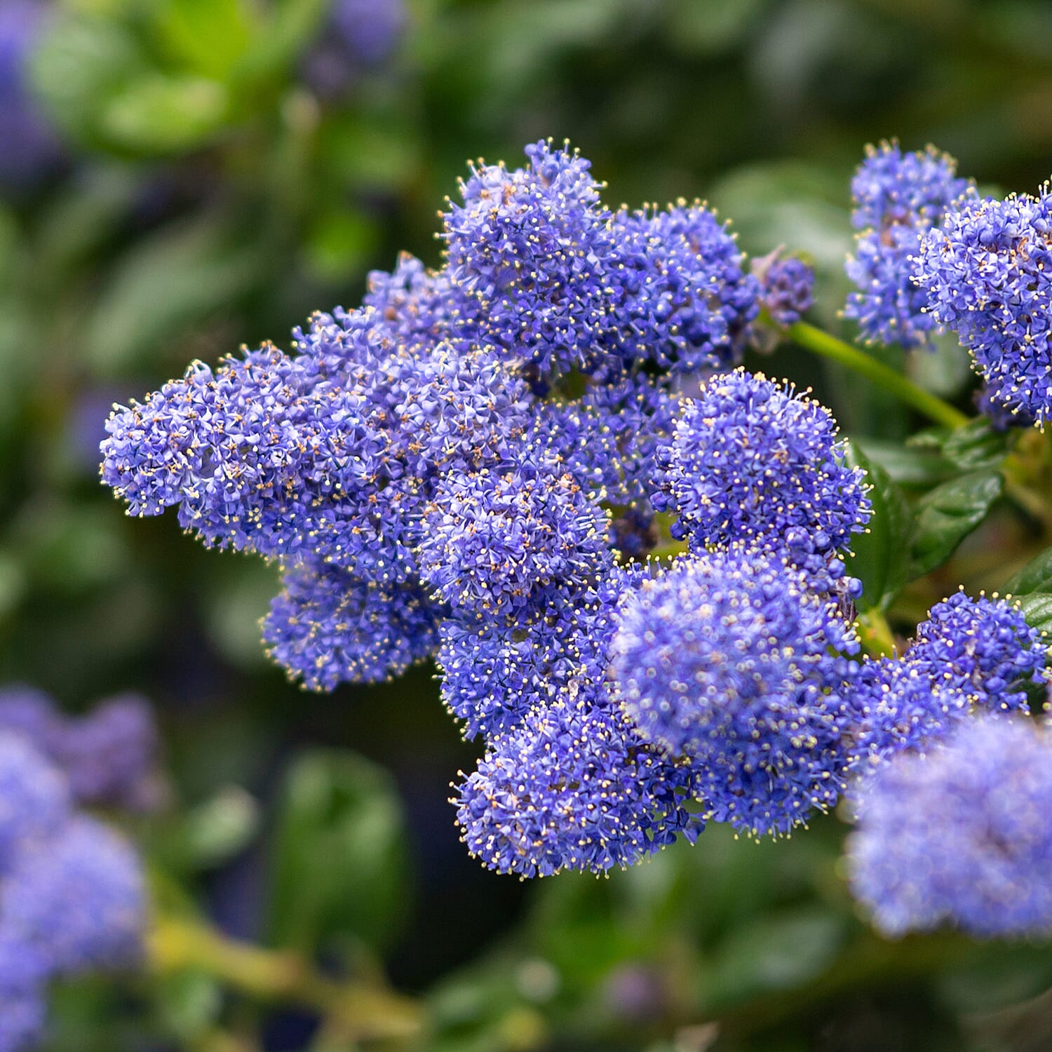 Californian Lilac (Ceanothus Thyrsiflorus) in 2L Pots x2