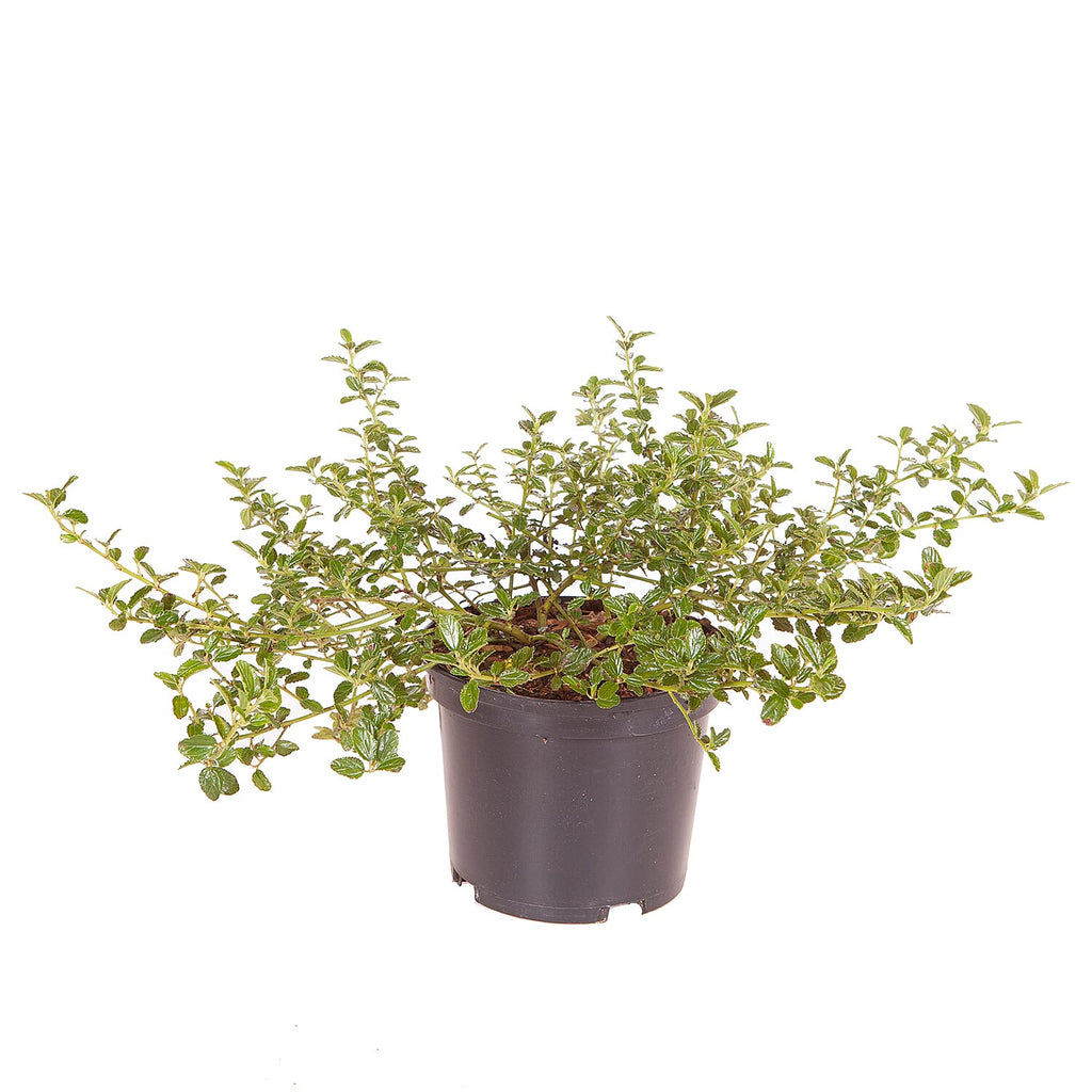 Californian Lilac (Ceanothus Thyrsiflorus) in 2L Pots x2