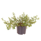 Californian Lilac (Ceanothus Thyrsiflorus) in 2L Pots x2