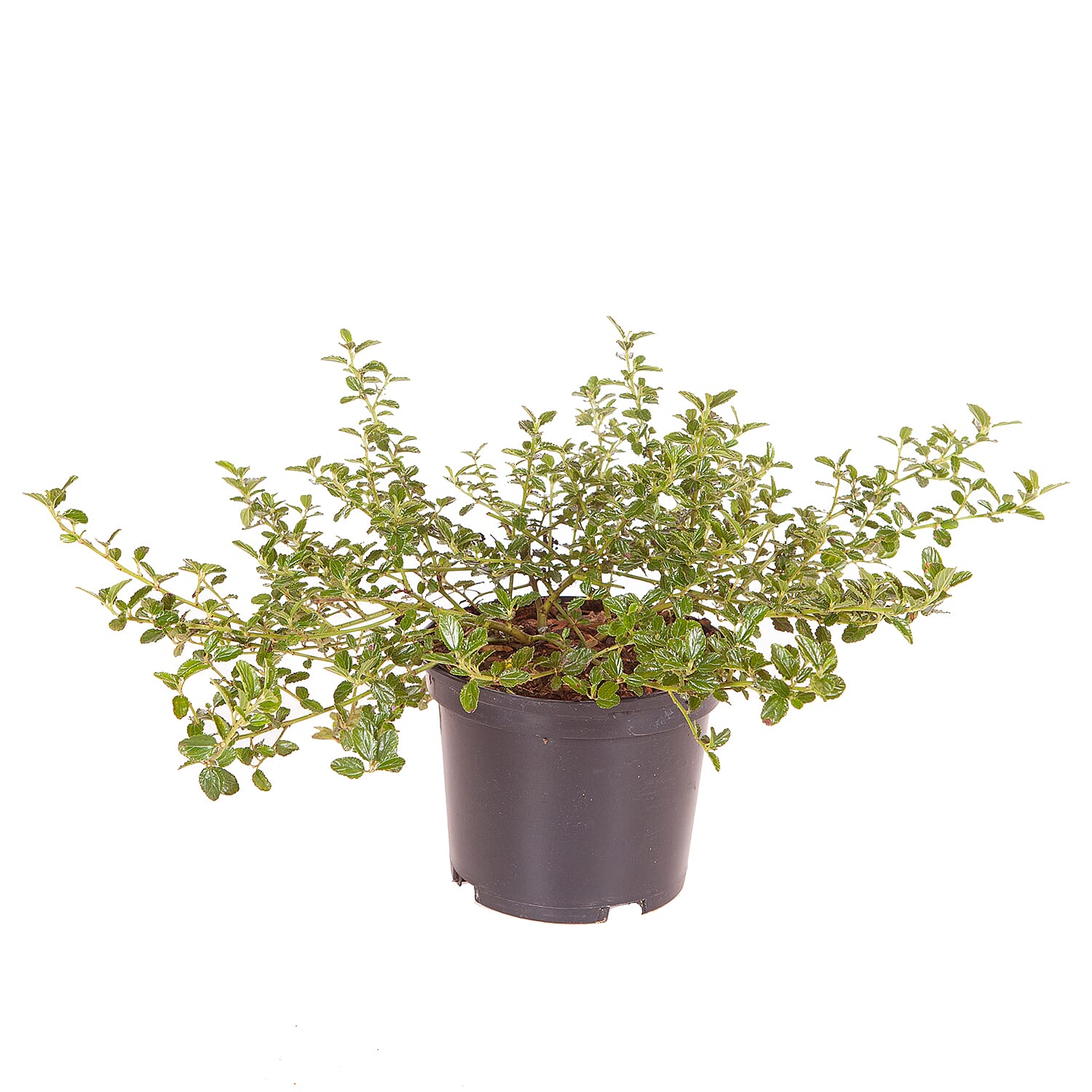 Californian Lilac (Ceanothus Thyrsiflorus) in 2L Pots x2