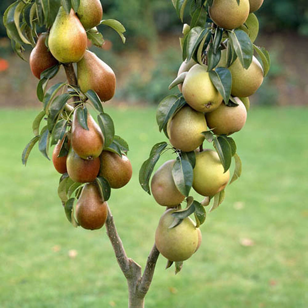 Duo Fruit Trees x4