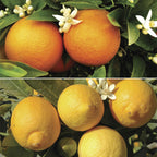 Orange & Lemon Tree Set in 9cm Pots