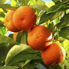 Orange & Lemon Tree Set in 9cm Pots