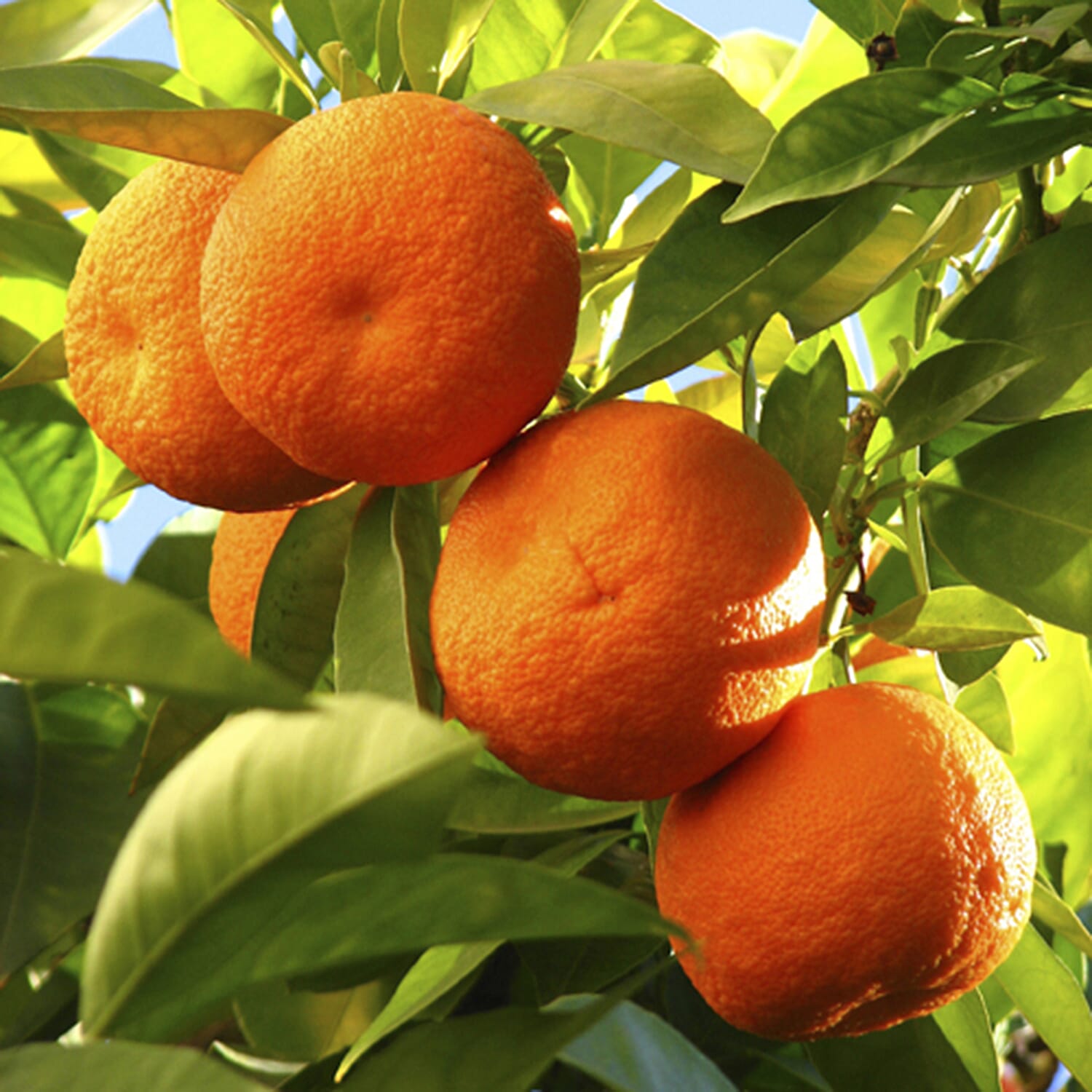 Orange & Lemon Tree Set in 9cm Pots