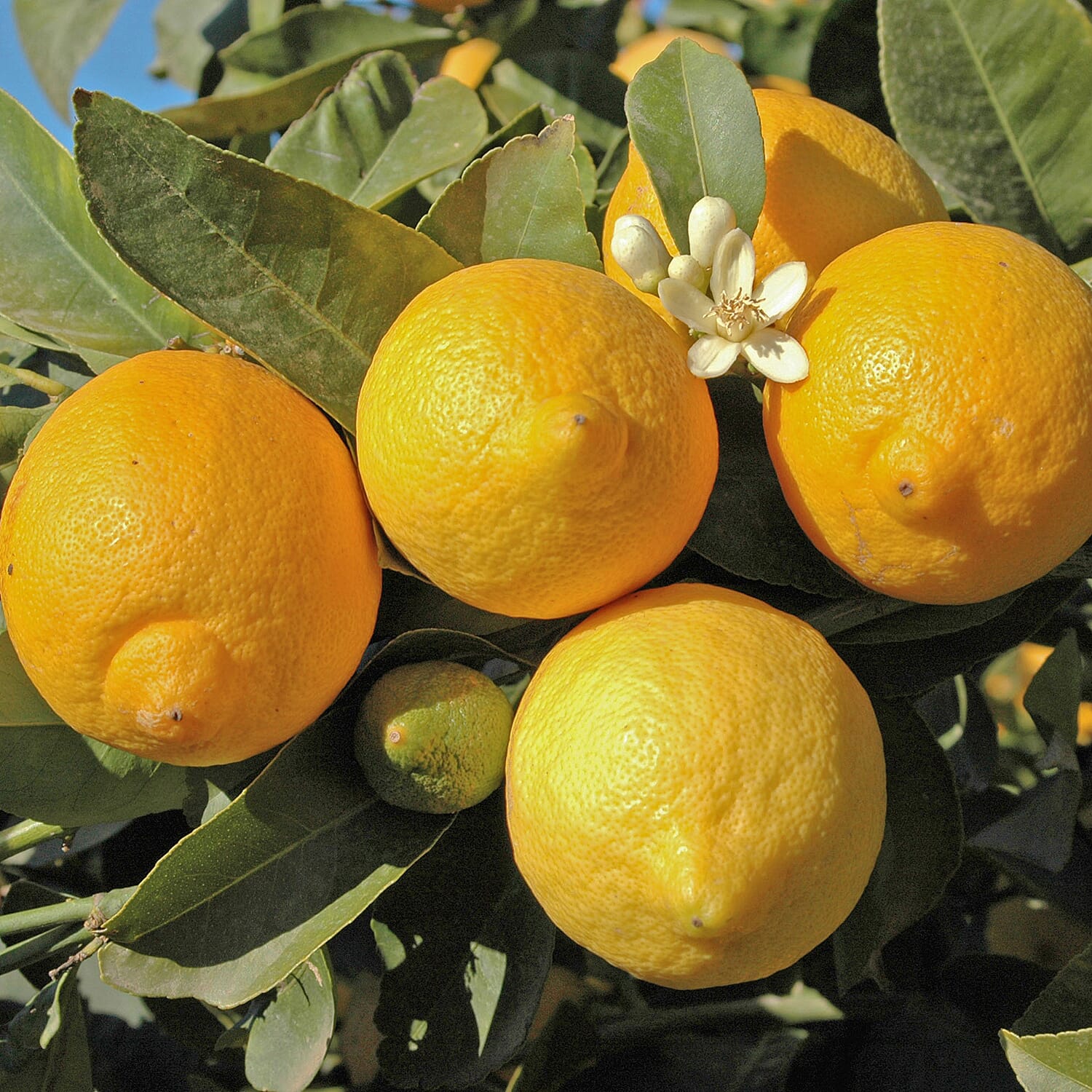 Orange & Lemon Tree Set in 9cm Pots