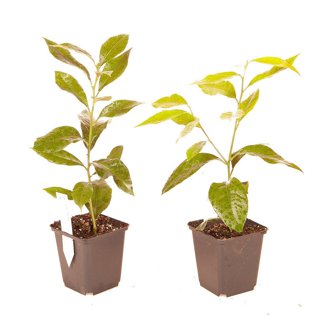 Orange & Lemon Tree Set in 9cm Pots