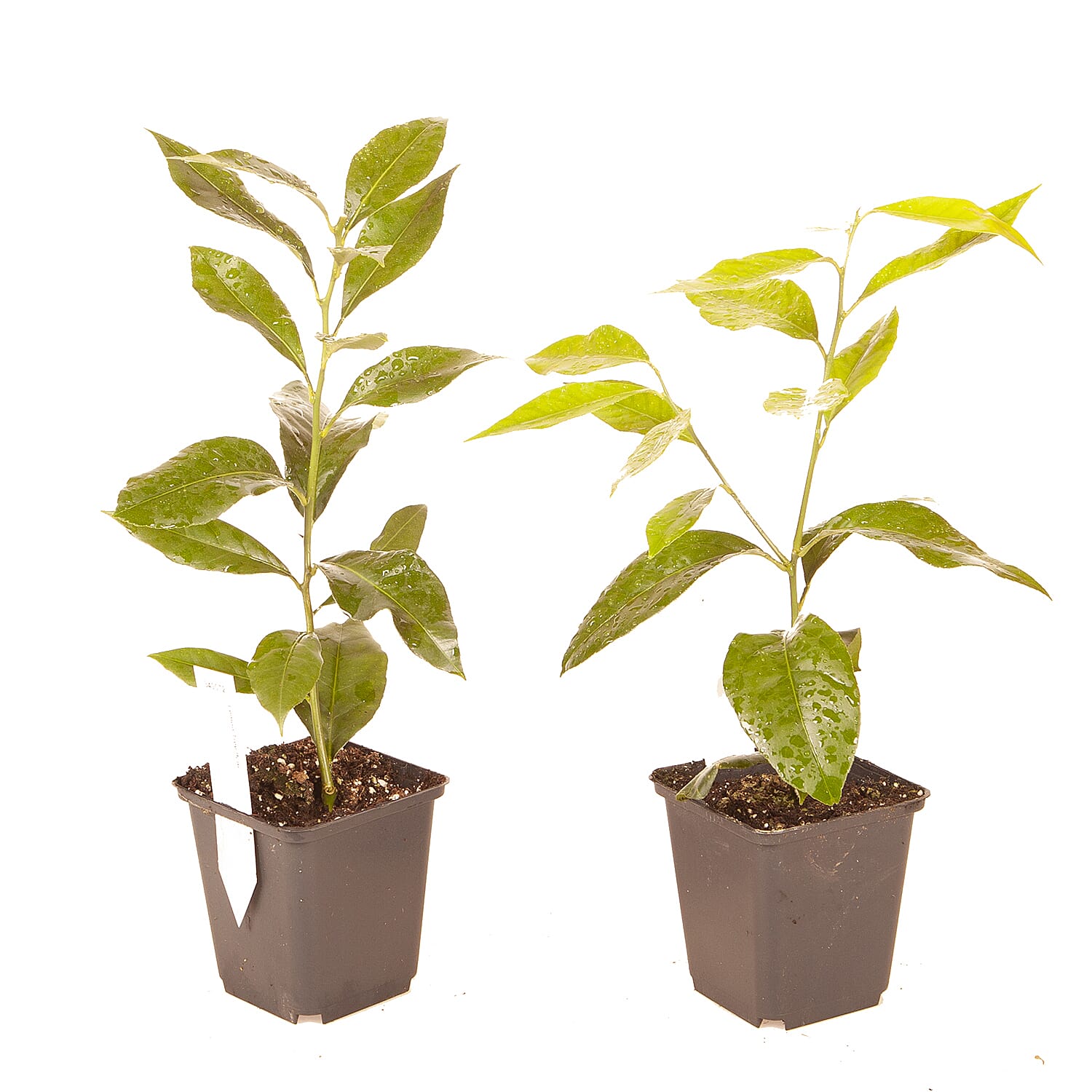 Orange & Lemon Tree Set in 9cm Pots