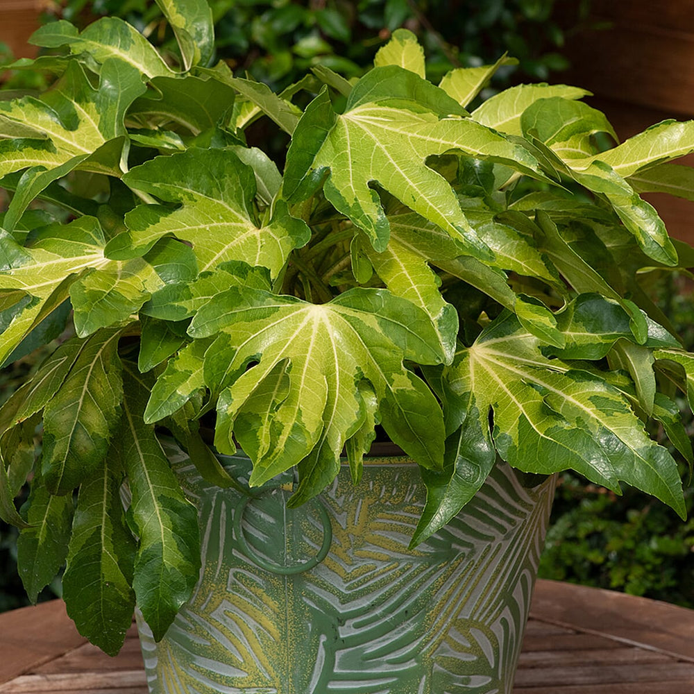 Fatsia Collection in 9cm Pot x3 varieties