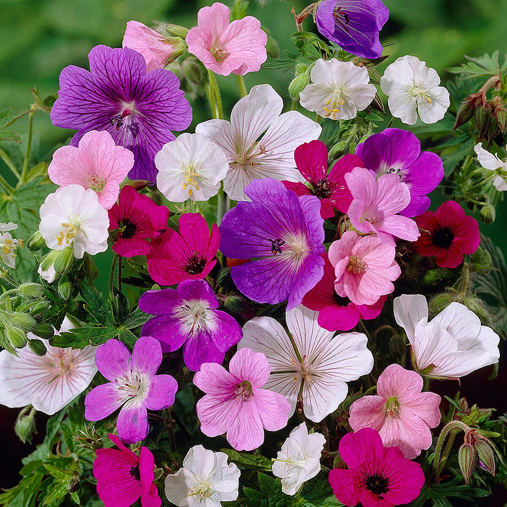 Hardy Geranium Bare Root Collection x10