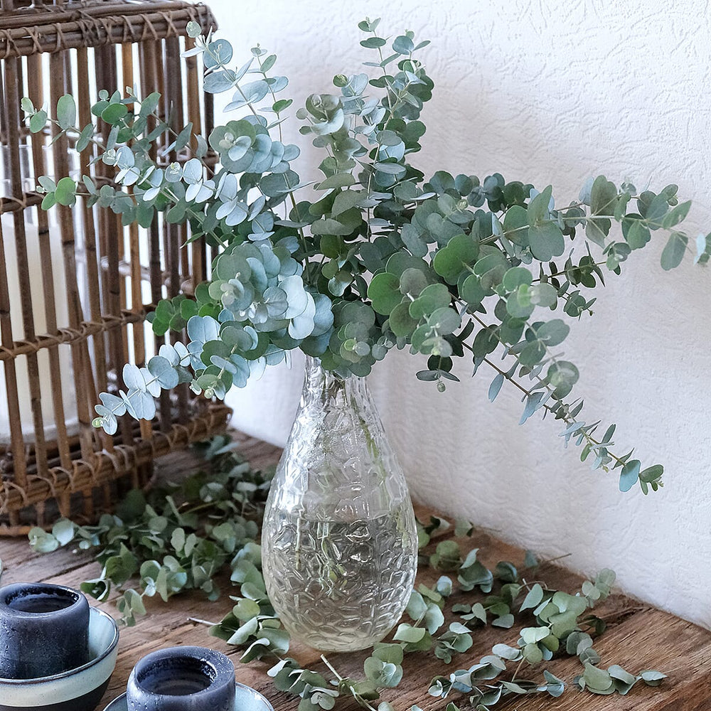 Eucalyptus Gunnii Azura in 15cm Pot