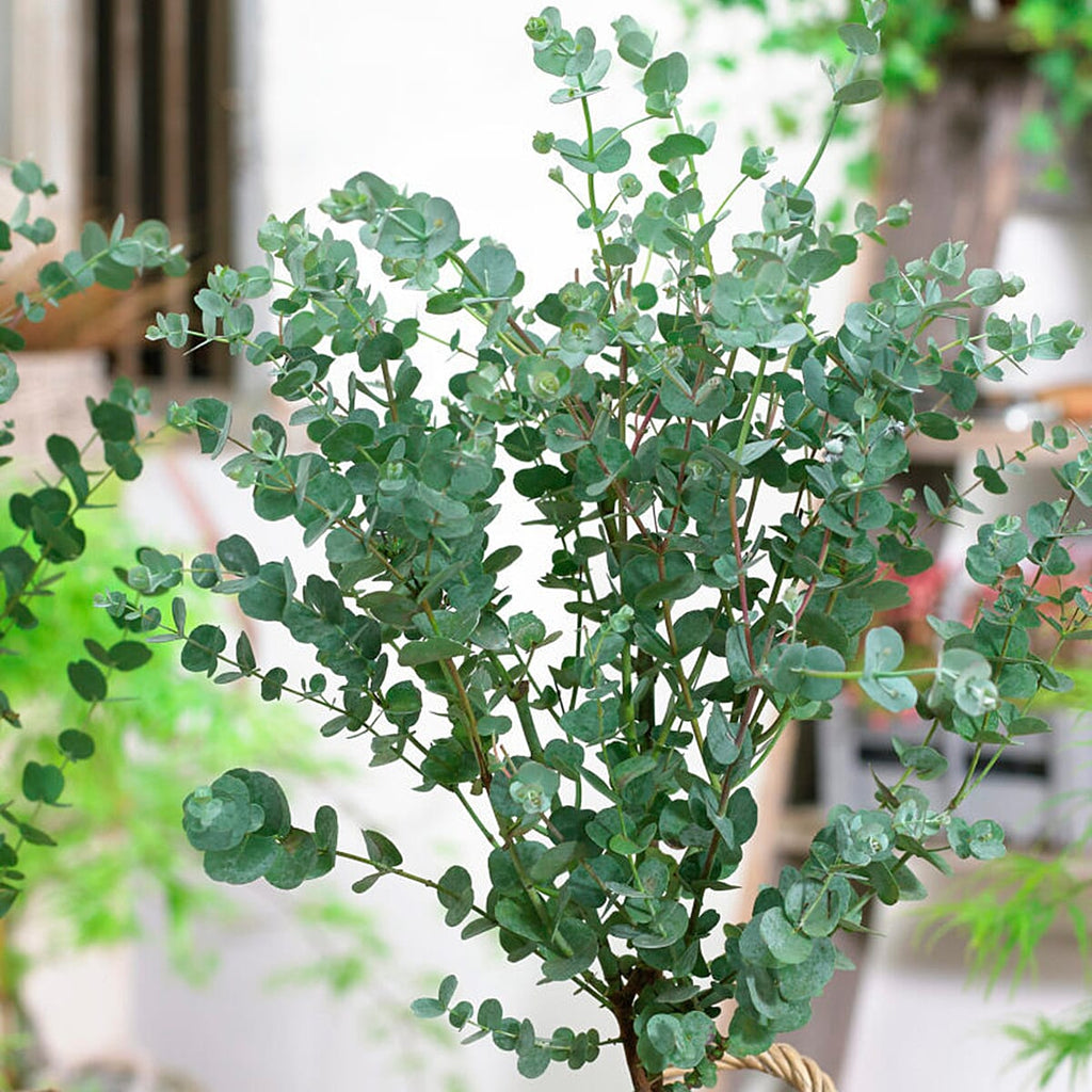 Eucalyptus Gunnii Azura in 15cm Pot