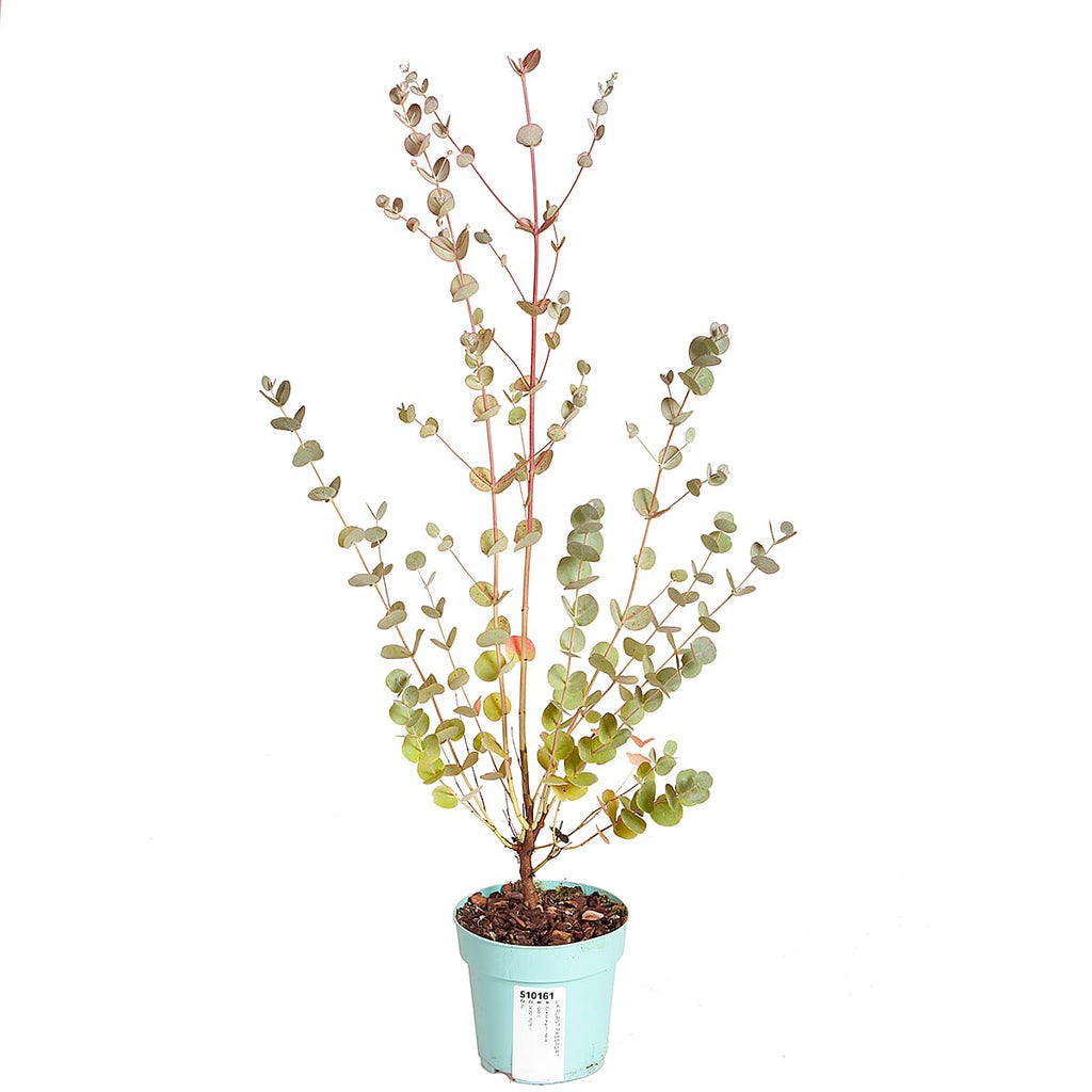 Eucalyptus Gunnii Azura in 15cm Pot