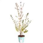 Eucalyptus Gunnii Azura in 15cm Pot