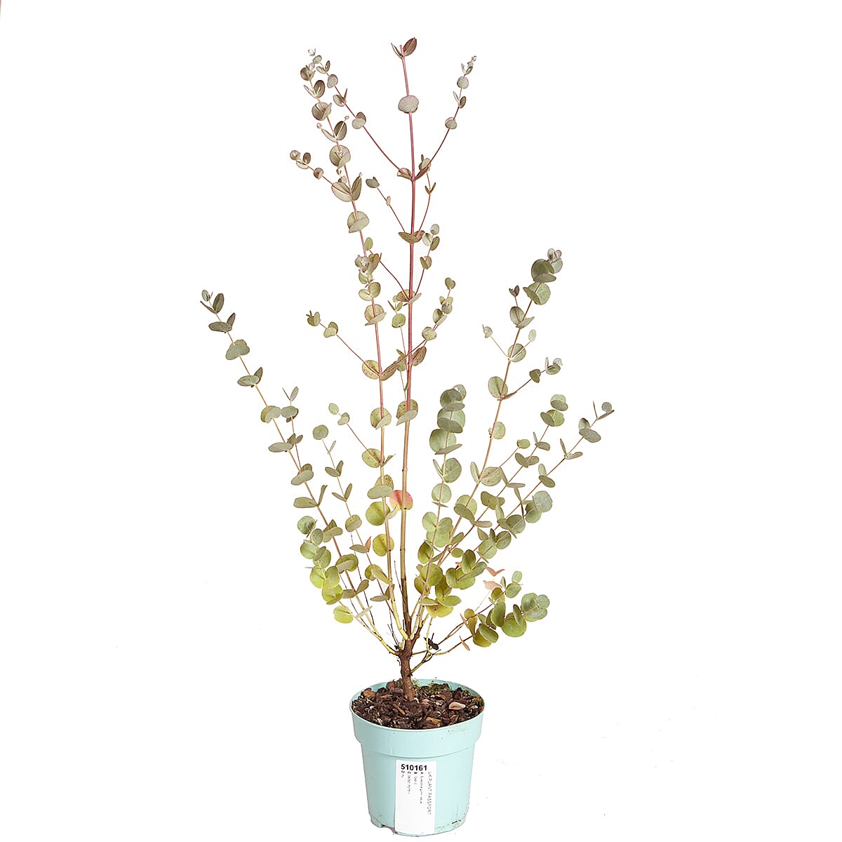 Eucalyptus Gunnii Azura in 15cm Pot