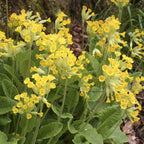 Cowslip Primula Veris in 9cm Pot x3