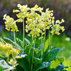 Cowslip Primula Veris in 9cm Pot x3