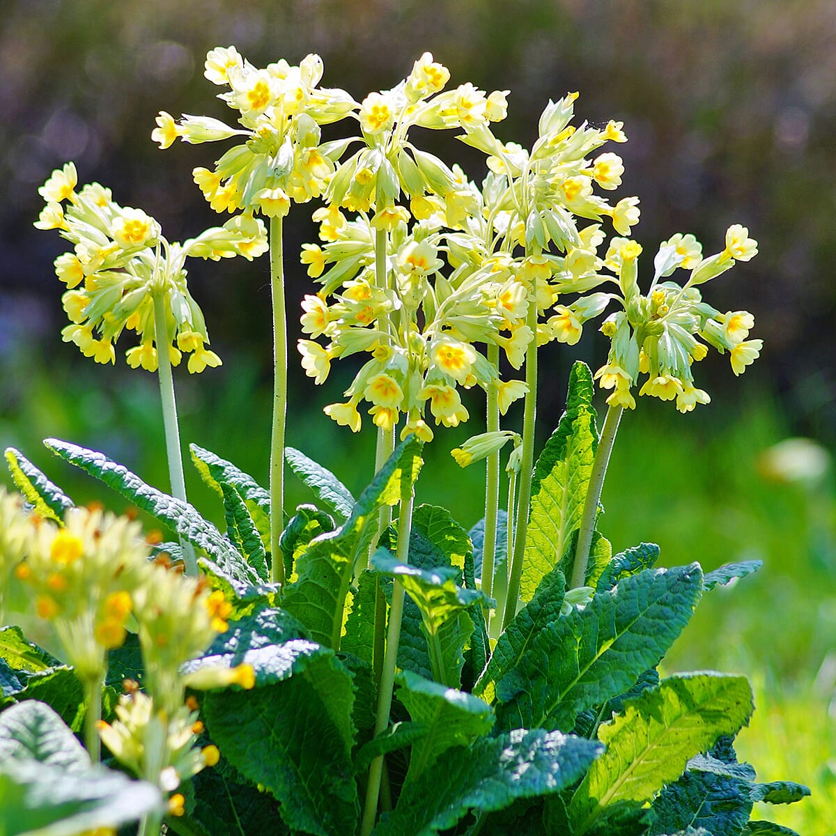 Cowslip Primula Veris in 9cm Pot x3