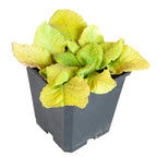 Cowslip Primula Veris in 9cm Pot x3