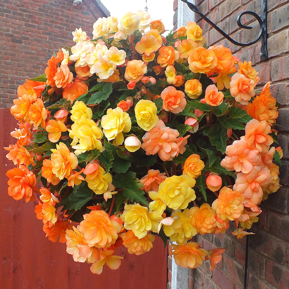 Begonia Apricot Fiery Shades x20 Tubers