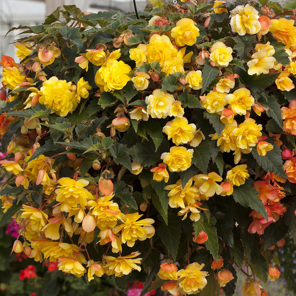Begonia Apricot Fiery Shades x20 Tubers