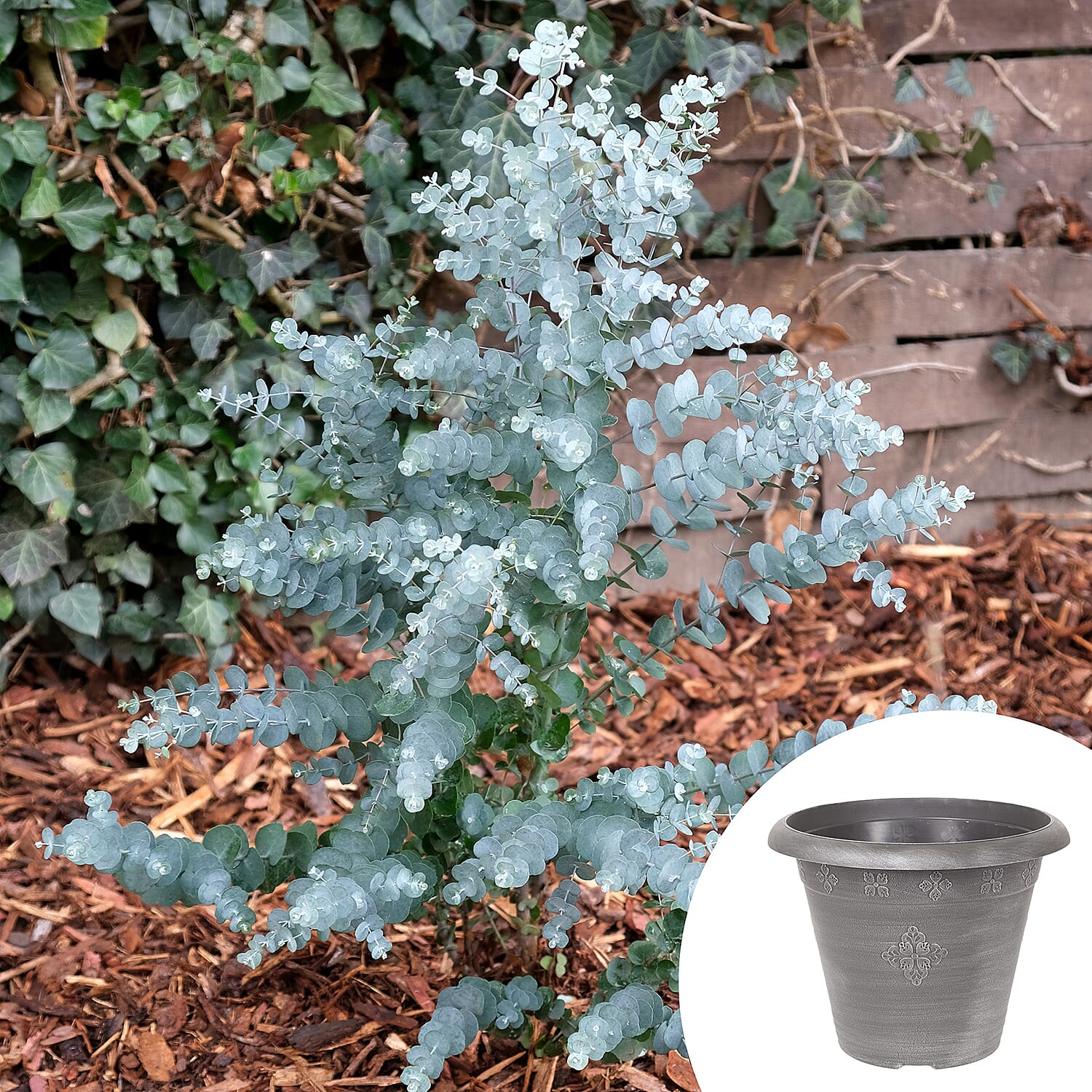 Eucalyptus Gunnii Azura & Medley Planter