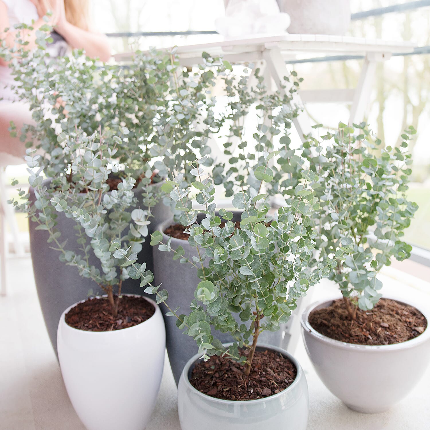Eucalyptus Gunnii Azura & Medley Planter