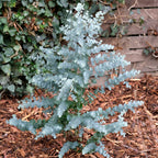 Eucalyptus Gunnii Azura & Medley Planter