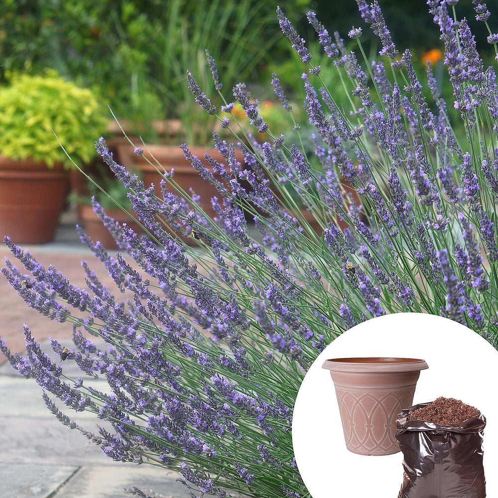 Lavender Phenomenal Durham Planter & Compost